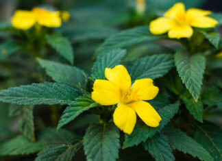 Damiana: afrodisíaco natural para hombres y mujeres