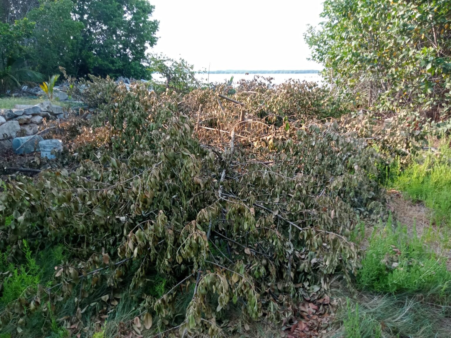Denuncian ecocidio en Sisal por relleno ilegal de manglares