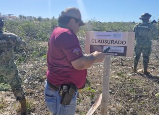 Dos detenidos por destruir manglar en Sisal