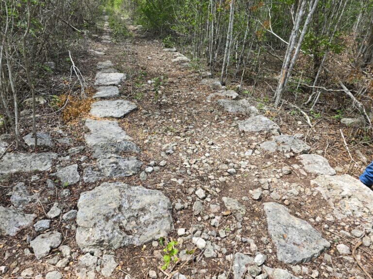 Ejidatarios de Ucú alzan la voz por ecocidio