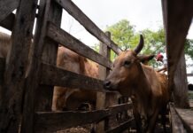 gusano barrenador Yucatán