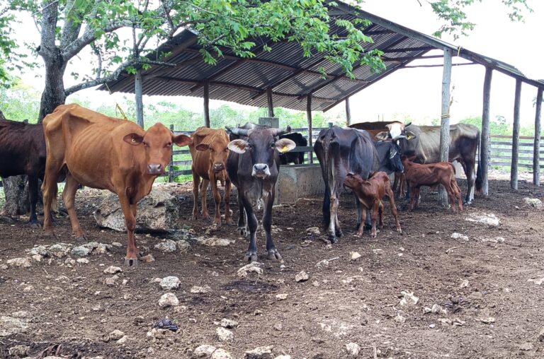 Siete nuevos casos de gusano barrenador en Yucatán Siete nuevos casos de gusano barrenador en Yucatán