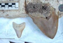 Dientes de megalodón hallados en cenote llegan a un museo dientes megalodón