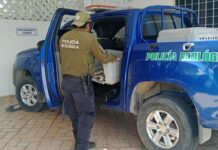 Nuevo caso de atropellamiento de un perrito en Kanasín