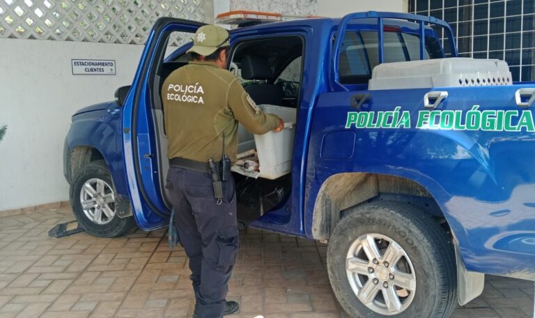 Nuevo caso de atropellamiento de un perrito en Kanasín Nuevo caso de atropellamiento de un perrito en Kanasín