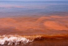 Marea roja amenaza con pérdidas de hasta 500 mdp en Yucatán