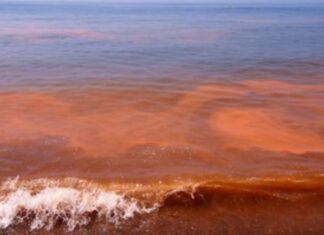 Marea roja amenaza con pérdidas de hasta 500 mdp en Yucatán
