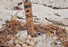 Denuncian muerte masiva de tortugas por herbicidas en Telchac