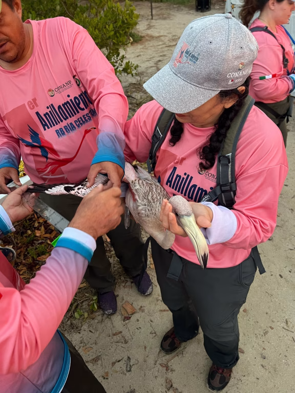Anillan a más de 500 polluelos de flamenco del Caribe en Yucatán