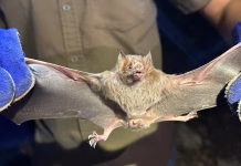 Yucatán refuerza acciones responsables contra murciélago hematófago