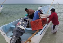 Telchac Puerto suma nuevo refugio pesquero en Yucatán Telchac Puerto suma nuevo refugio pesquero en Yucatán