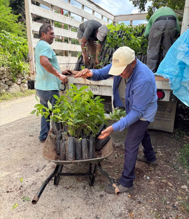 Gobierno impulsa reforestación con entrega de plantas