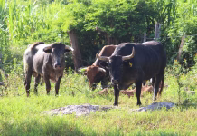 Ya son más de 700 casos de gusano barrenador en Yucatán