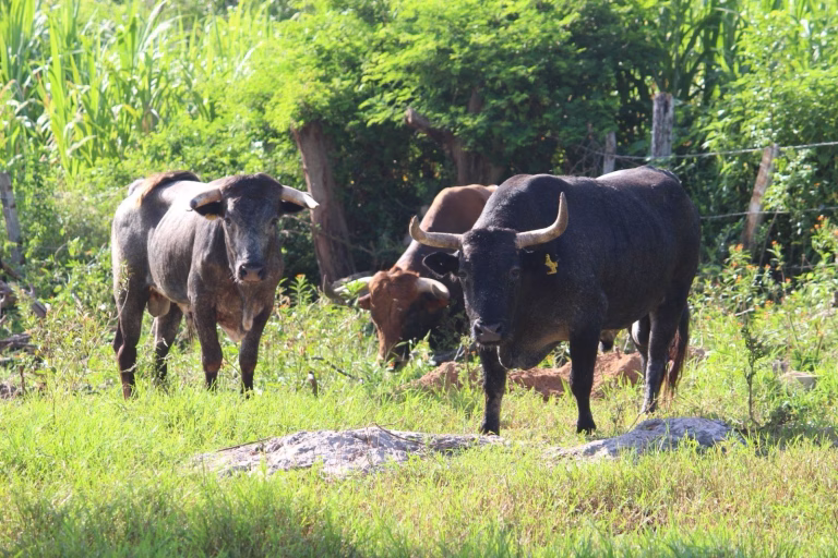 Ya son más de 700 casos de gusano barrenador en Yucatán Ya son más de 700 casos de gusano barrenador en Yucatán