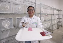 Producirán en Yucatán mosquitos «buenos» para combatir el dengue MOSQUITO DENGUE UADY