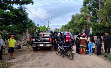 Can los tumba en calles de Ticul