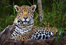 Piden retomar al jaguar como emblema para la conservación