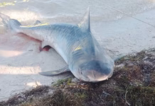 Pescadores capturan tiburón azul gigante en Santa Clara Pescadores capturan tiburón azul gigante en Santa Clara