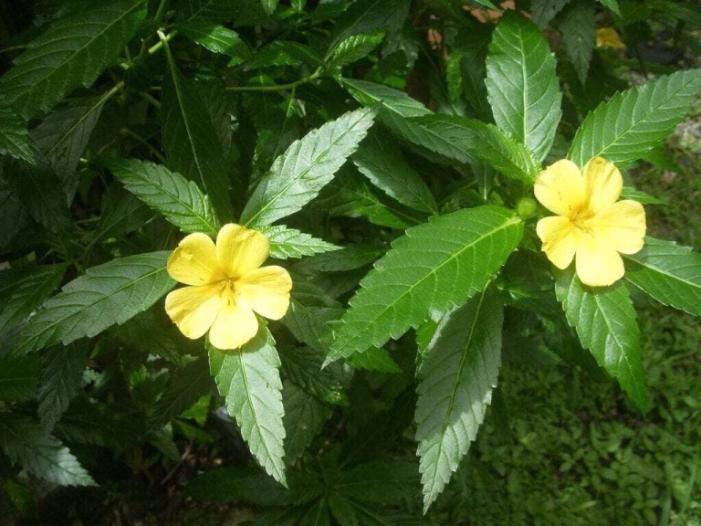 La damiana para cuidar el cuerpo y la mente La damiana para cuidar el cuerpo y la mente