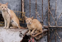 Maltrato animal en Opichén: gatos y perros encadenados