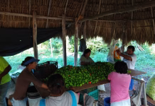 Conagua convoca a productores a programa hidroagrícola