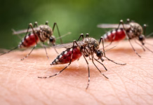 Refuerzan prevención contra dengue ante aumento de mosquitos