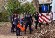 Hombre cae de árbol en Mérida y sufre fractura de pierna Hombre cae de árbol en Mérida y sufre fractura de pierna