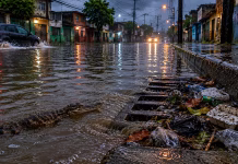Lluvias disparan mosquitos, reptiles e insectos en zonas urbanas Lluvias disparan mosquitos, reptiles e insectos en zonas urbanas