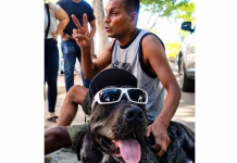 Ataque de pitbulls reactiva debate sobre bozales en Mérida