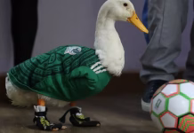 Controversia por el registro de la marca del Pato Merlín ante el IMPI.