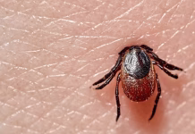 Enfermedad de Lyme: alerta por posible introducción del vector