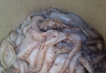 Temporada de pulpo en Celestún inicia con baja captura temporada de pulpo en Celestún
