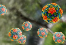 hepatitis A Chan Cenote