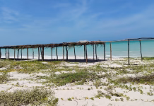 Nuevos desmontes en Sisal alertan por zona de tortuga carey Sisal Tumba