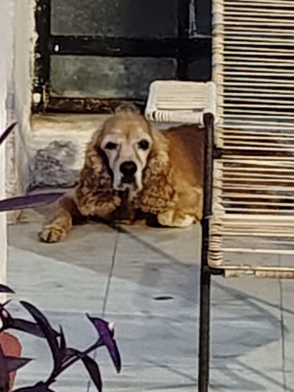 Reportan presunto maltrato de una Cocker en Jardines de Mérida