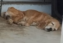 Reportan presunto maltrato de una Cocker en Jardines de Mérida Reportan presunto maltrato de una Cocker en Jardines de Mérida