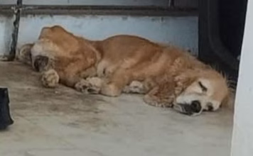 Reportan presunto maltrato de una Cocker en Jardines de Mérida