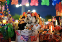 Pixán Peek reúne a familias para recordar a sus mascotas