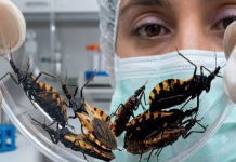 Yucatán aporta a vacuna internacional contra el Chagas